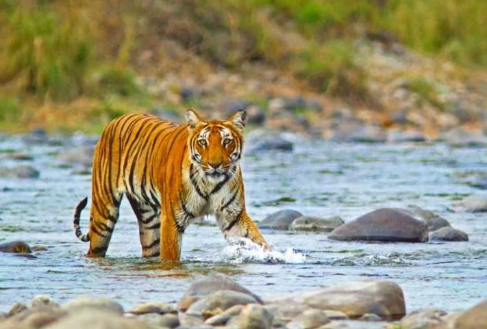 Dehradun to Jim Corbett Taxi Service